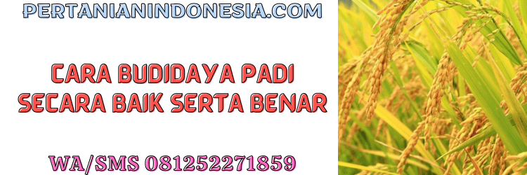 cara.budidaya.padi.budidaya padi,pertanian indonesia